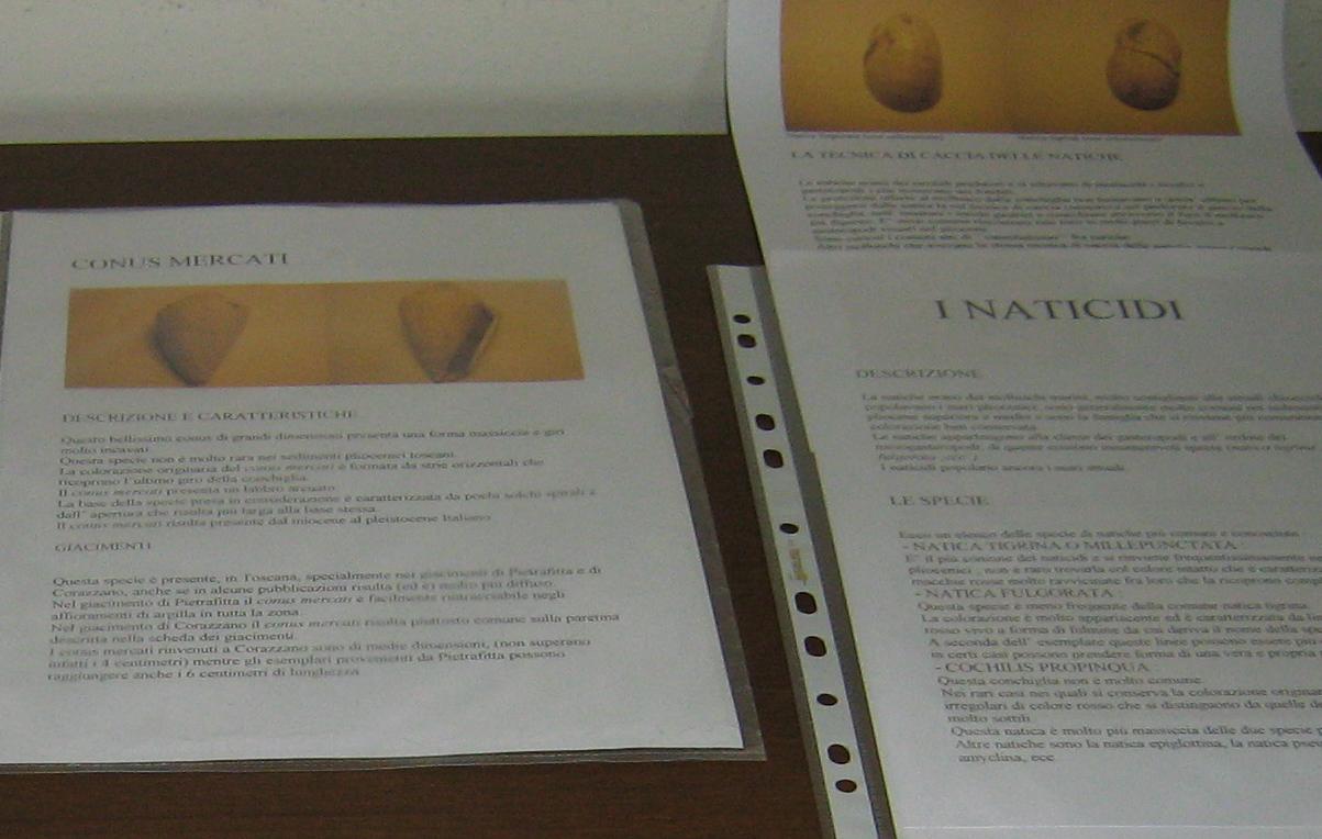 Festa erbe palustri (+ mostra fossili)